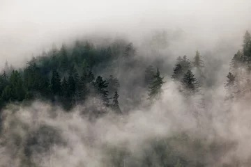 Fotobehang Forest in fog. Evergreen trees in clouds. Mysterious landscape © michalsanca