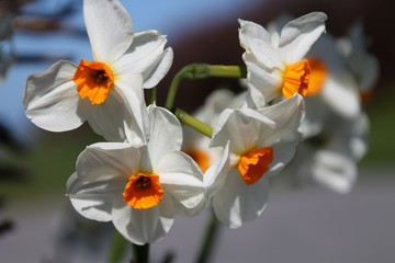 narcisses à couronne/ Des fleurs de toute beauté que l'on trouve un peu partout
