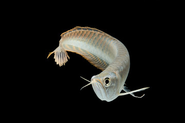 Silver arowana in white background, Osteoglossum bicirrhosum