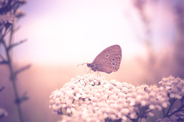 Butterfly on a meadow flower