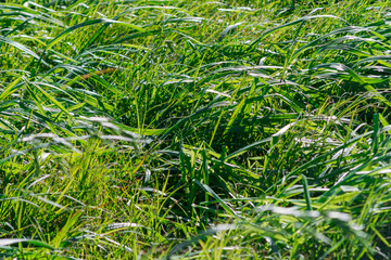 Close-up of long grass