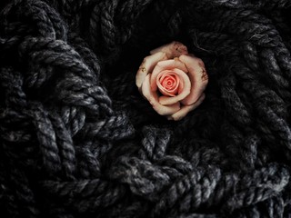 Rose beim Winterschlaf