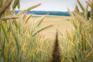 Path in the wheat field