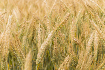 Wheat ears at sunset