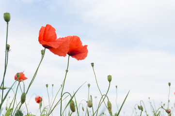 Red poppy in a meadow