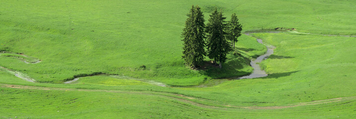 Mountain meadow in Durmitor National Park in Montenegro