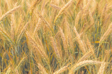 Wheat ears at sunset