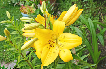 Obraz premium Flor de color