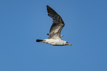 Gull / Möwe