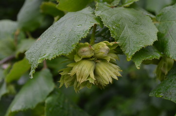 Зеленые недозрелые орехи лещины среди листьев