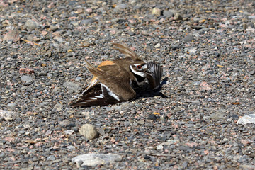 Killdeer bird faking injury