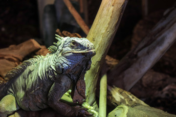 Iguana takes a sun bath