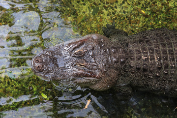 Crocodile floating in the water view from the top