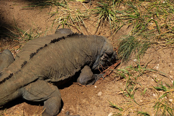 Iguana digs for food