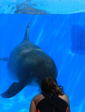 dolphin underwater with a girl in the front