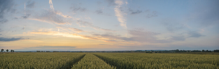 Fototapeta na wymiar Panorama of wheat field in the morning