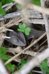 Un reptile dans la Nature