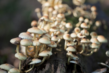 Psilocybe fascicularis mushrooms