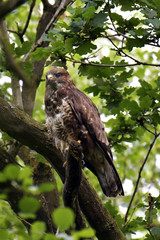 Buse variable - Bois de Lauzelle - Belgique