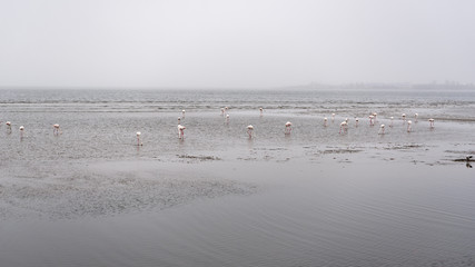 Flamingos