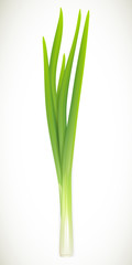 Fresh green onions on white background. Vector illustration.