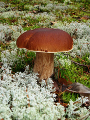 On the moss covered with foliage grows edible white mushroom