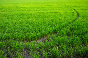 Obraz premium Field texture, Field background