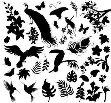 Set  of silhouettes of tropical plants and birds.