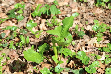 Le vert