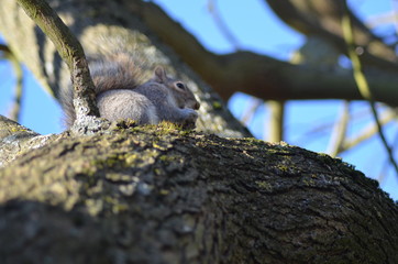 écureuil 