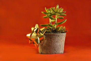 Christmas Jade Plant