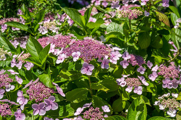 The Pink Sparkler Spirea flowers is a smaller shrub with a rounded shape, Spiraea x betulifolia...