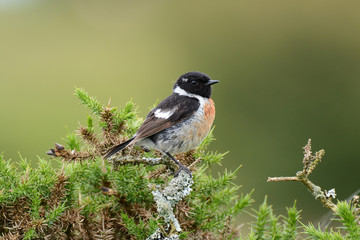 Stonechat (juvenile male) in Gorse bush