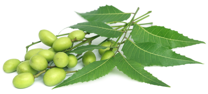 Medicinal neem leaves with fruits