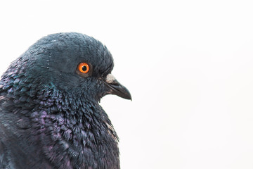 Beautiful dove in the sun close up