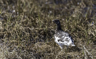 Grouse