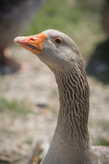 Goose