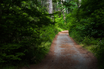 Fototapeta na wymiar the trail through the forest into the light