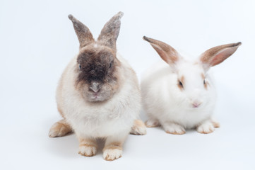 Cute rabbits looking to camera