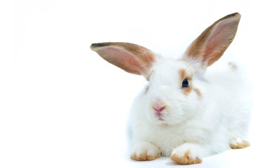 White rabbit long ear sitting on white background