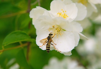 Wasp on a jasmine flower