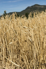 Wheat harvest field, seed gold color planting. Mountain landscape