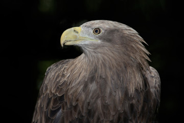 Seeadler vor schwarzem Hintergrund