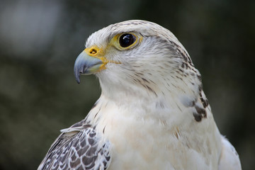 teurer Jagdfalke im Portrait