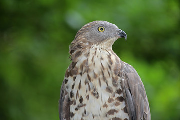 Wespenbussard Portrait vor unscharfem Hintergrund