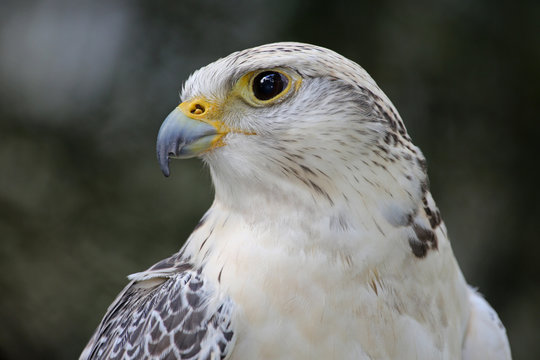 teurer Jagdfalke im Portrait