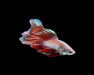 Betta fish siamese fighting fish betta splendens isolated on black background