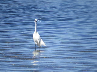 oiseau dans l'étang de gruissan