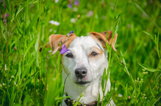 портрет собаки в зеленой траве