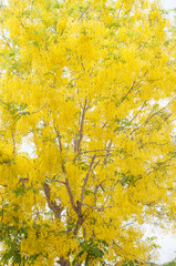 Fototapeta premium Golden shower tree in Thailand.